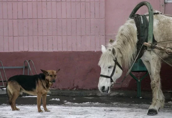  У чаканні гаспадара. Фота photo.bymeda.net