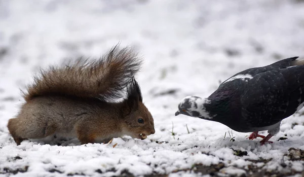 Вавёрка і голуб змагаюцца за пачастунак пасля снегападу ў парку ў Мінску.