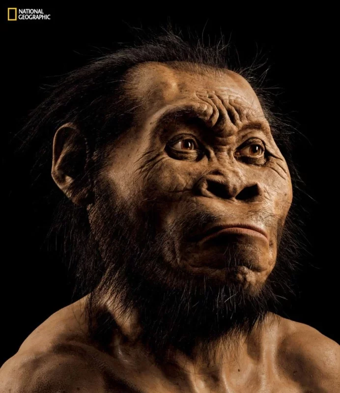 Mahčymy vyhlad Homo naledi. Vyjava: John Gurche, National Geographic
