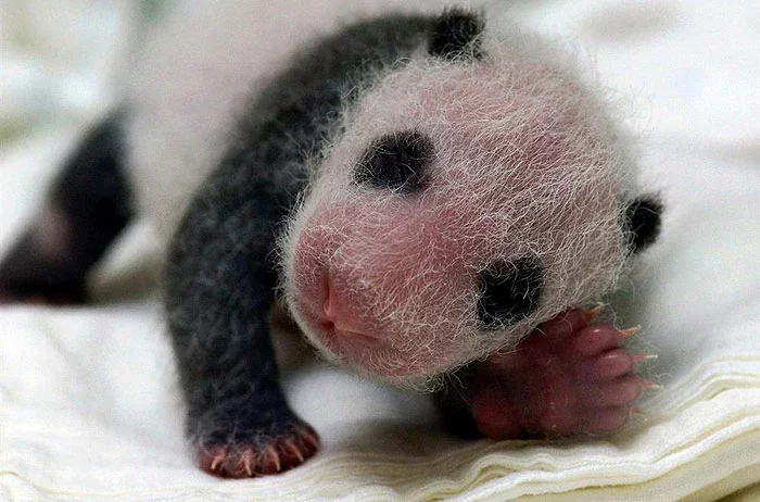 Нованароджанае дзіцяня панды ў інкубатары ў Тайбэйскім заапарку.