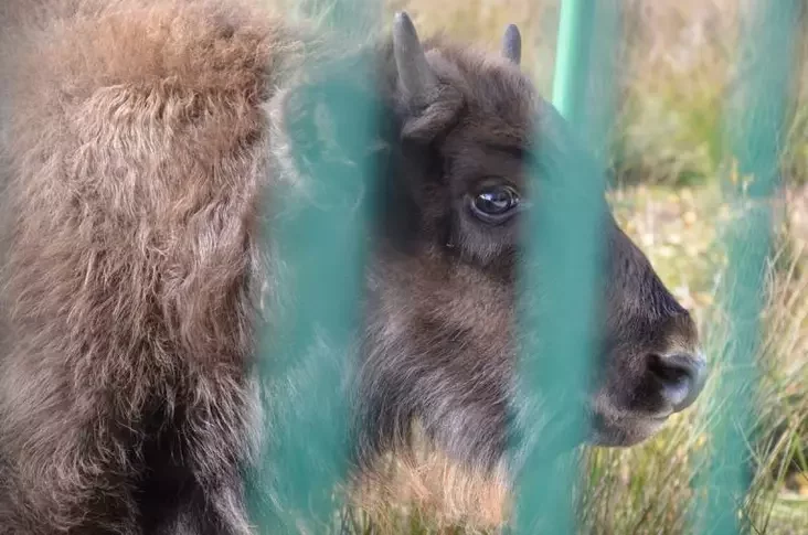 Фота - Хрысціна Чарняўская