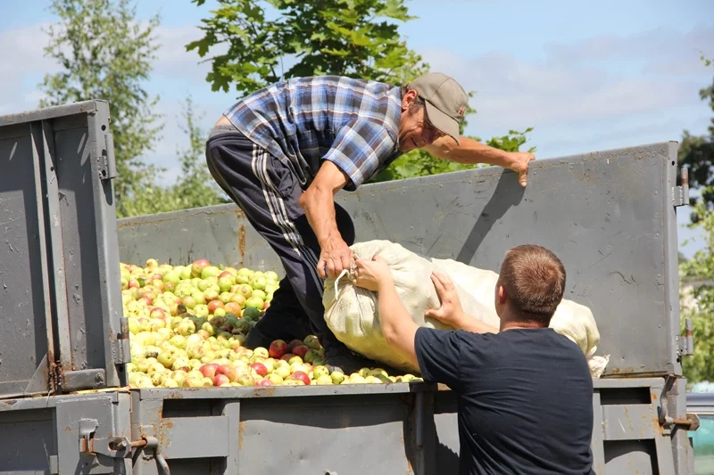 Фото газеты «Чачэрскі веснік»: начался сезон закупки яблок у крестьян.
