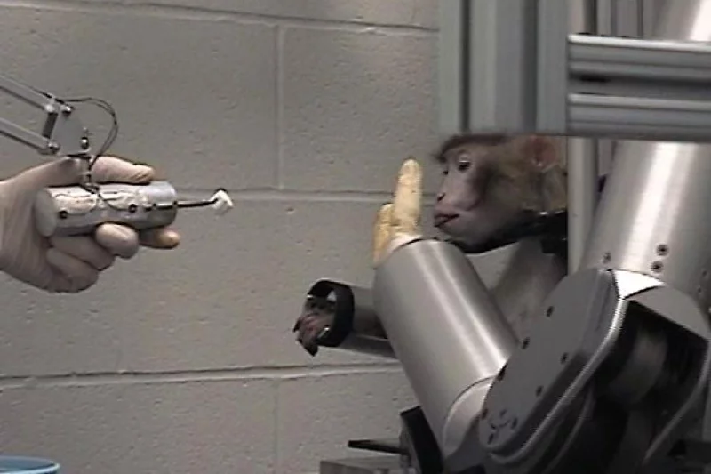 Małpa kantraluje roba-ruku praź interfiejs mozh-kampjutar, raniejšy ekśpierymient. Fota: University of Pittsburgh Schools of the Health Sciences