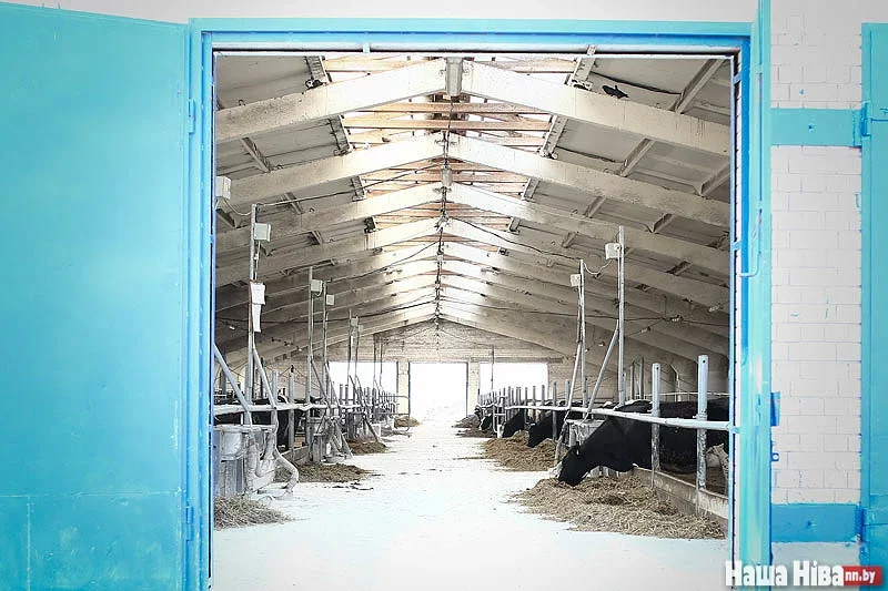Фота з фермы СВК «Парыжская камуна», працу якой сабатуе мясцовы «мэр» Дзмітрый Малашанка