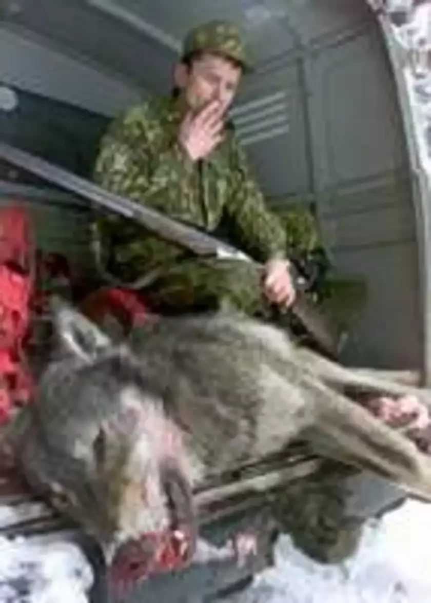 На Валожыншчыне, у Налібоцкай пушчы, палююць на ваўкоў. З чатырох драпежнікаў адзін быў забіты паляўнічымі