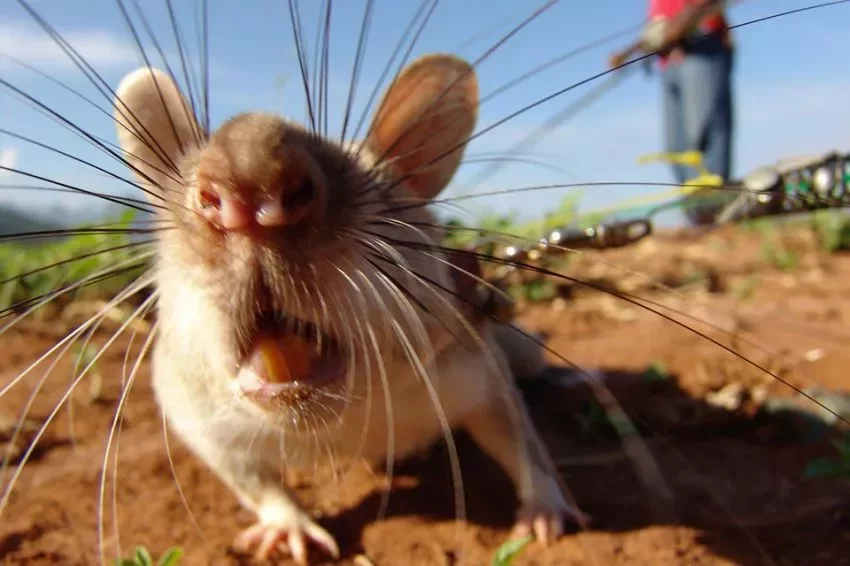 Фото здесь и ниже: HeroRAT