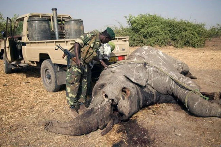 Другие шокирующие фото браконьерства в Африке здесь.