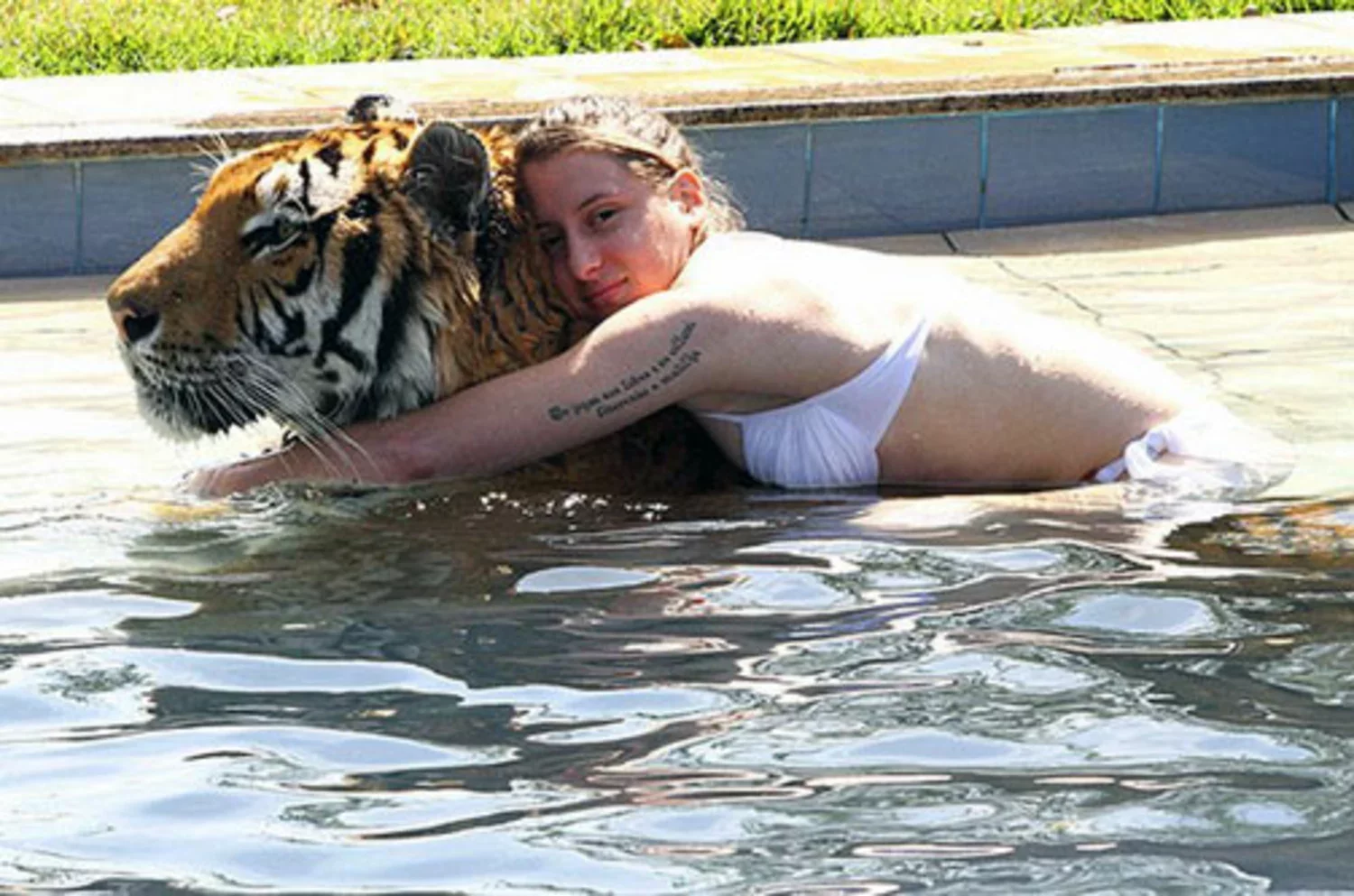 Тетка зашла. Тигр купается. Тигр в бассейне. Домашний тигр. Тигренок купается.