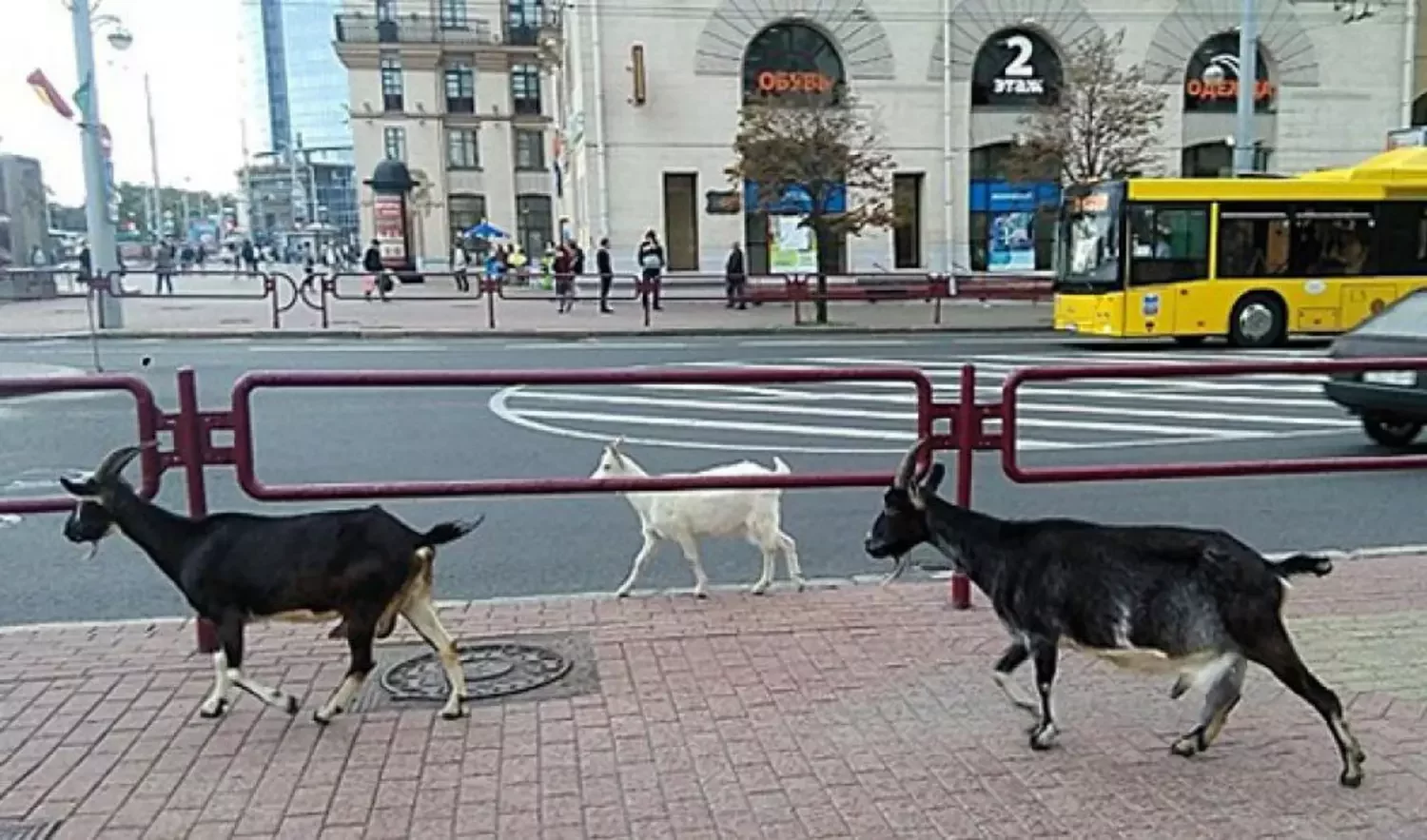 Необычный минск. Козы переходят дорогу. Коза в центре Москвы. Петросевич гуляет по Минску. Козы около офиса гугл фото.