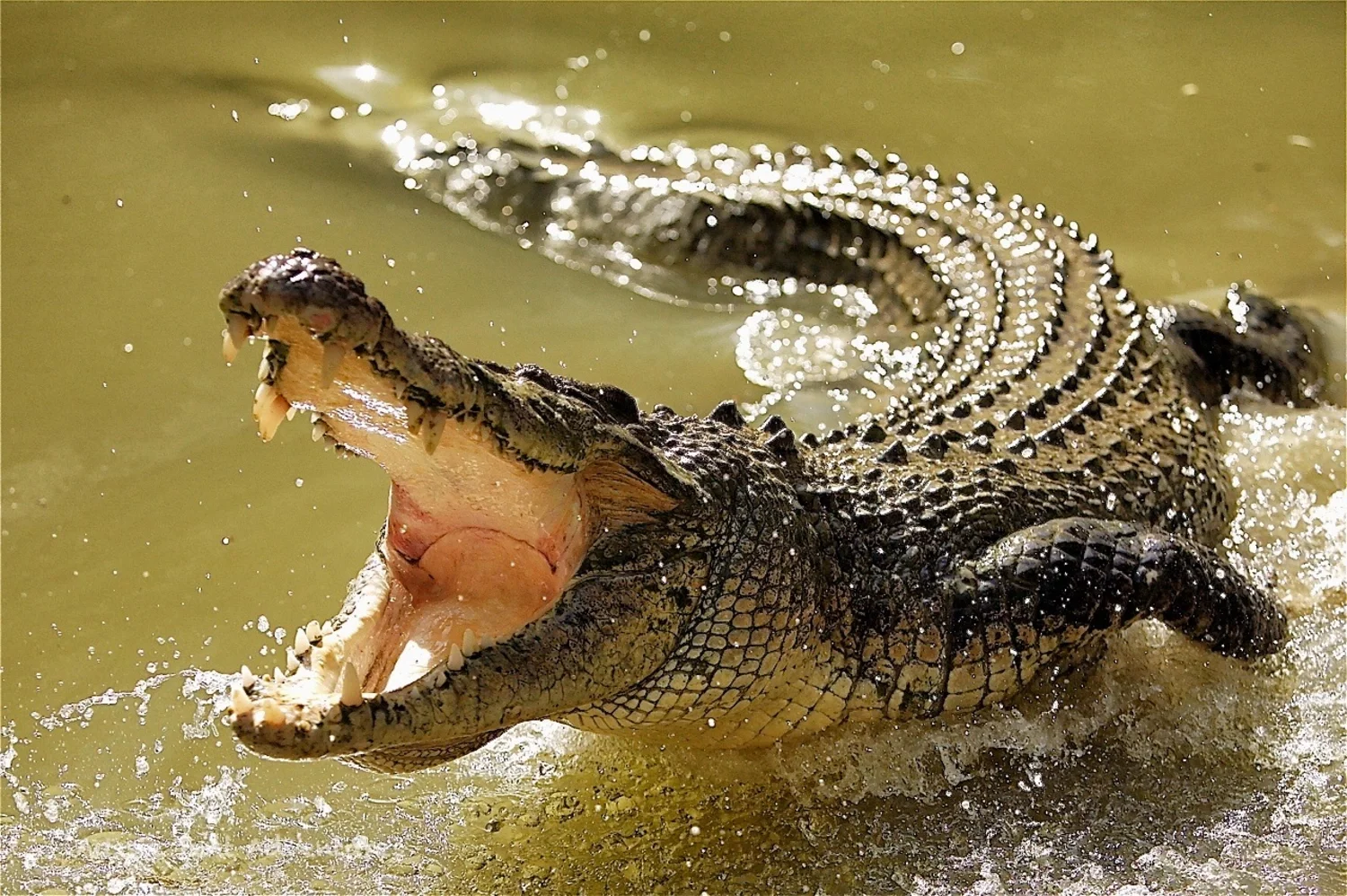 The most dangerous animal. Гребнистый крокодил. Австралийский гребнистый крокодил. Нильский и гребнистый крокодил. Гребнистый крокодил Шри Ланка.