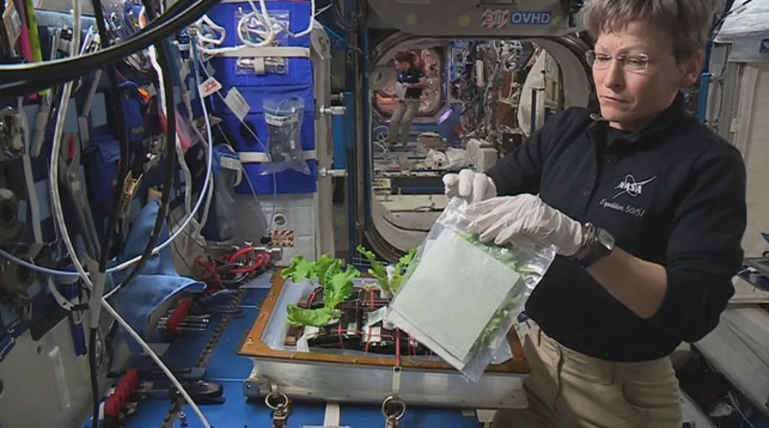 Первый овощ выращенный в космосе. Опыты с растениями на МКС (Международная Космическая станция). Оранжерея Veggie МКС. Первый редис выращенный на МКС. Растения на космической станции.