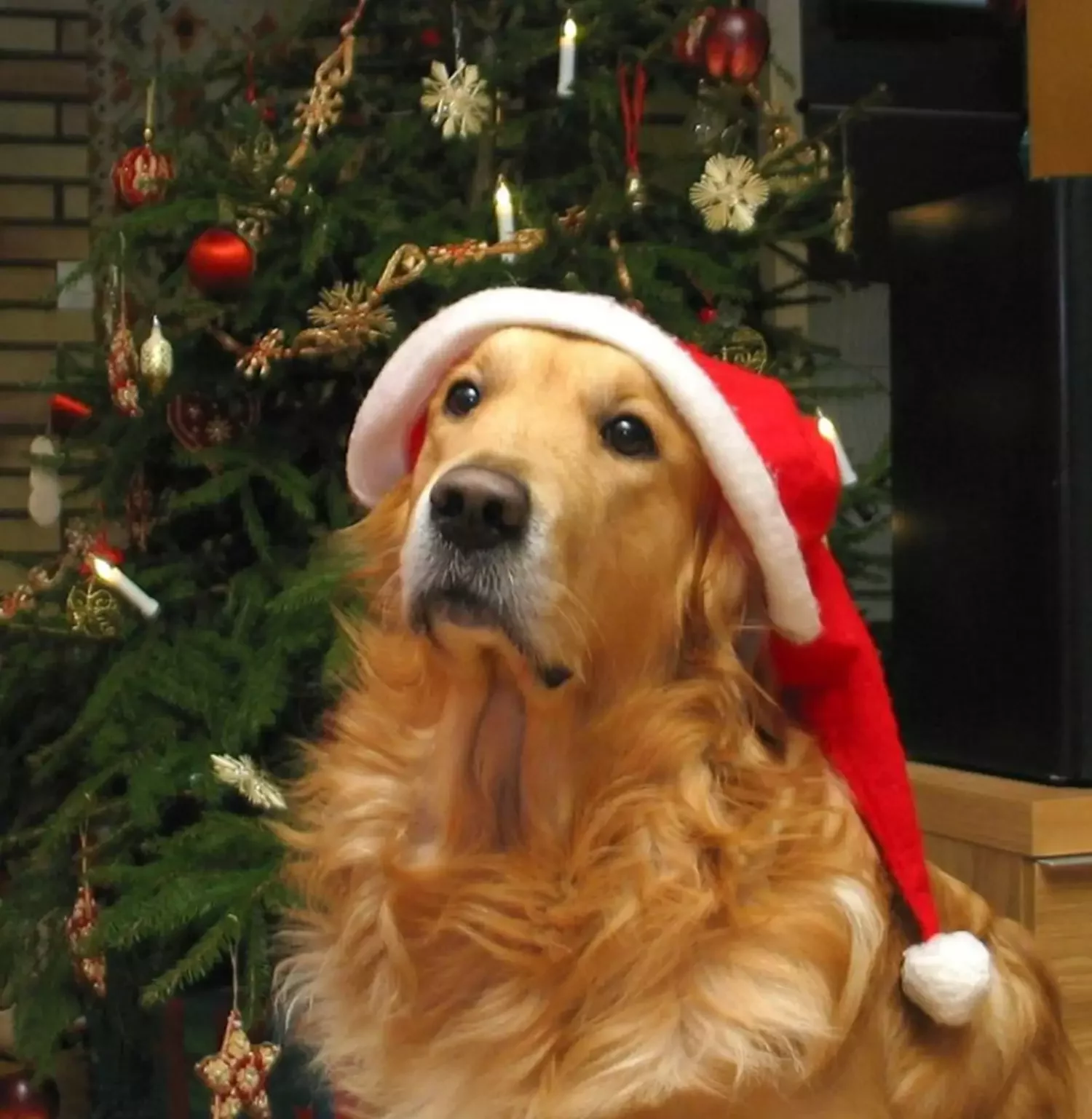 Год собаки. Золотистый ретривер Санта. Собака в новогодней шапочке. Новогодний ретривер. Золотистый ретривер новый год.