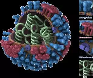 Makiet virusa hrypu. Vyjava z sajta cdc.gov