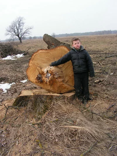 Čynoŭniki nazyvajuć hetyja drevy avaryjnymi.