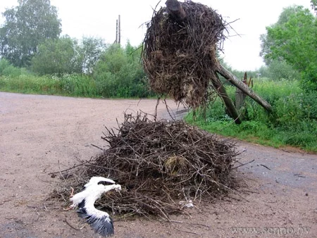 Сенненскі раёнУ вёсцы Поўзікі, што на Сенненшыне, нядаўна дэмантавалі старую воданапорную вежу. А буслінае гняздо, якое знаходзілася там не адзін год, рабочыя скінулі на зямлю.