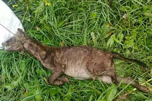 Убитое под Докшицами животное выглядит как гиена. Однако откуда у Беларуси гиены?