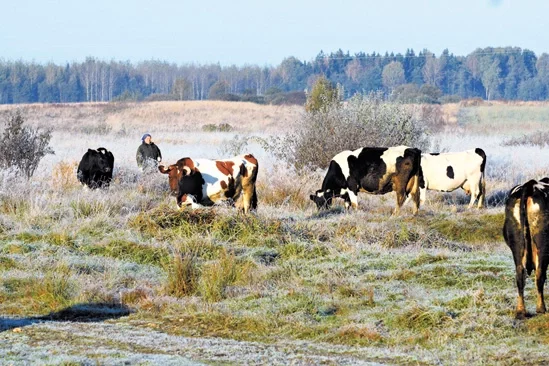  Халоднае малако, выпас свойскай жывёлы ў вёсцы Ілья Вілейскага раёна, фота Анатоля Клешчука, Звязда