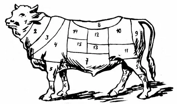 Разбор вала1. Głowa. 2. Szyja, na bulion. 3. Góra, na gorzsą pieczeń. 4. Łopatka (szponder), na bulion i sztukę mięsa. 5. Goleń, na dodatki. 6. Nogi. 7. Mostek, na sztukę mięsa  i bulion. 8. Polędwica. 9. Ogonuwka (krzyżówka) na pieczeń, zrazy i klopsy. 10. Kośliwa, na sztufadę, pieczeń i pekeflejsz. 11. Zrazuwka, dobra na pieczeń, zrazy i sztufadę. 12. Krzyżówka, pierwsza na befsztyk, zrazy i klopsy. 13. Łojówka, na rosół i sztukę mięsa. 14. Rostbef i kotlet, na rumsztyk i entre-cote. Żeberka, na rosół.Прапанаваны варыянт перакладу:1. Галава. 2. Шыя, на булён. 3. Верх, на горшую смажаніну. 4. Лапатка, на булён і кавалак мяса. 5. Галёнка, на дадаткі. 6. Ногі. 7. Грудзінка, на кавалак мяса і булён. 8. Паляндвіца. 9. Сцягно, на смажаніну, зразы і клопсы. 10. Мяса для тушэння адным кавалкам, смажаніны і пекефлейшу. 11. Мяса для смажаніны, зразаў і штуфады. 12. Найлепшае мяса для біфштэксу, зразаў і клопсаў. 13. Ялавічына з лоем, на булён і кавалак мяса. 14. Ростбіф і катлета, на рамштэкс і антрэкот. 15. Рабрынка, на булён.