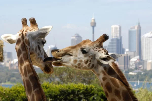 Сиднейский зоопарк, иллюстративный снимок.