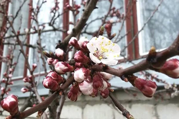 Фота Жаны Сідарук