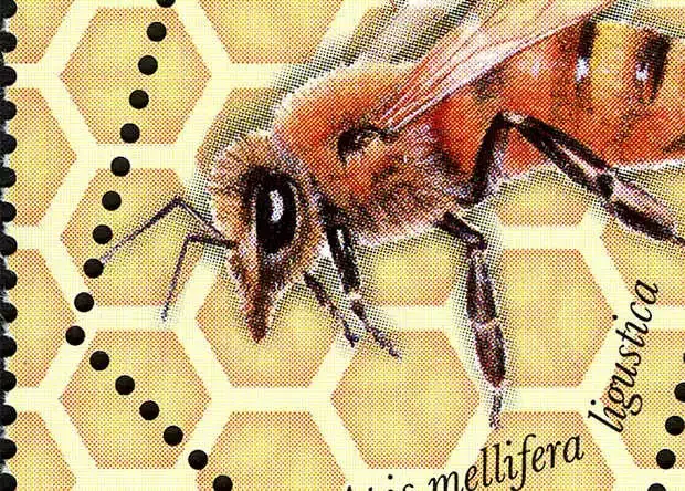 Марка Румынии с изображением итальянской пчелы Apis mellifera ligustica. Public domain