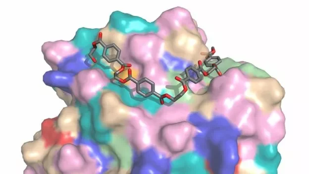 Модель молекулы фермента PETase позволила усовершенствовать ее эффективность. Фото: H LEE WOODCOCK