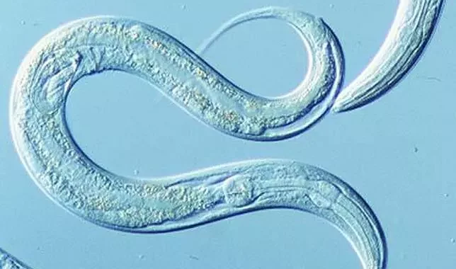 Чарвяк Caenorhabditis elegans, які мае даўжыню каля 1 мм