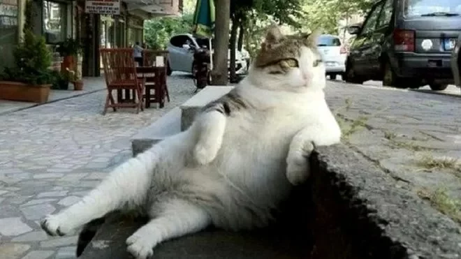 Знаменитое фото, принесшее всемирную славу уличной стамбульской кошке