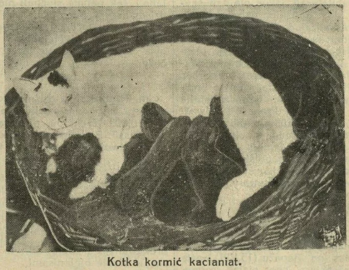 Ілюстрацыя: Chryścijanskaja Dumka, Nr. 18, 20 кастрычніка 1937 года.