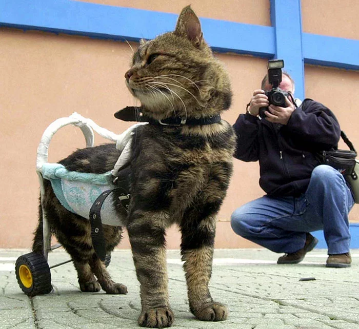 Турецкая кошка Сиси получила травму позвоночника в результате дорожной аварии. Тем не менее, она оправилась и сумела принять участие в выставке кошек в Измире, в ходе которой даже получила приз как лучшее животное дня. Фото: STR New/Reuters