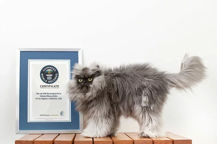 Фота Guinness World Records.