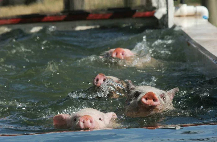 Фота Ron Harris/AP.