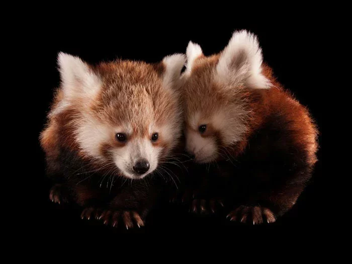 Трохмесячныя дзіцяняты малой панды ў заапарку. Фота Joel Sartore.