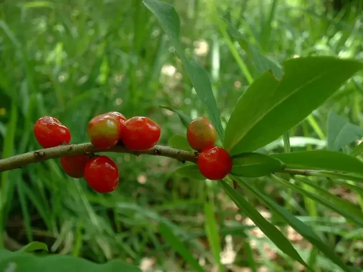 Daphne mezereum 