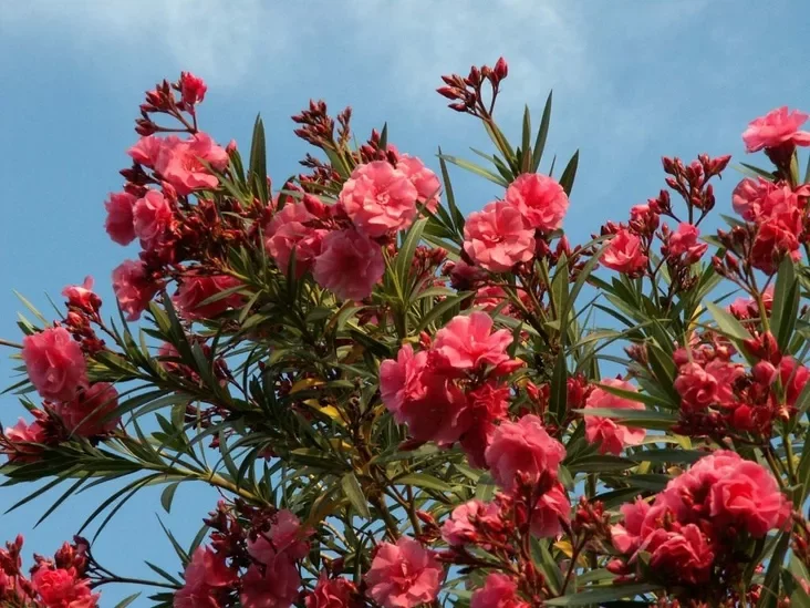 oleander