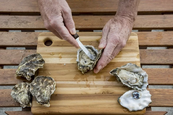 Shucking oysters