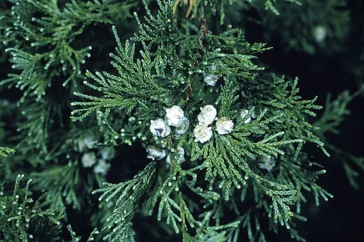 Bieły kiparysavik Biełyj kiparisovik Chamaecyparis thyoides