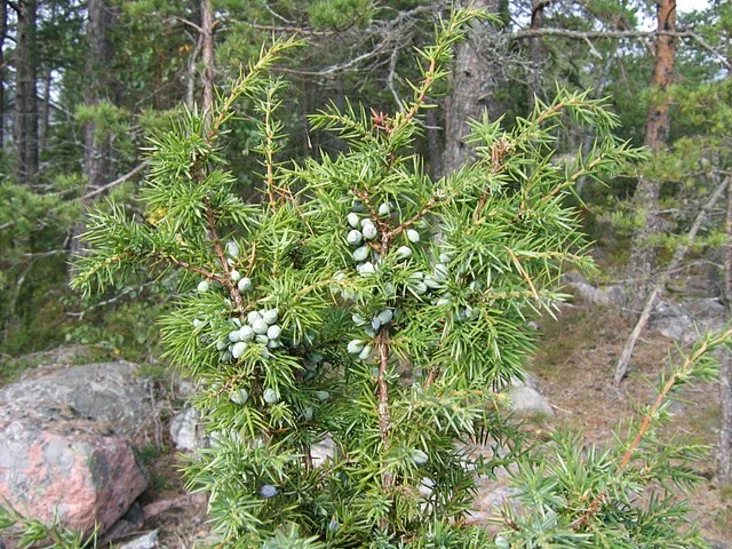 Jadłoviec zvyčajny Juniperus communis Možžievielnik obyknoviennyj