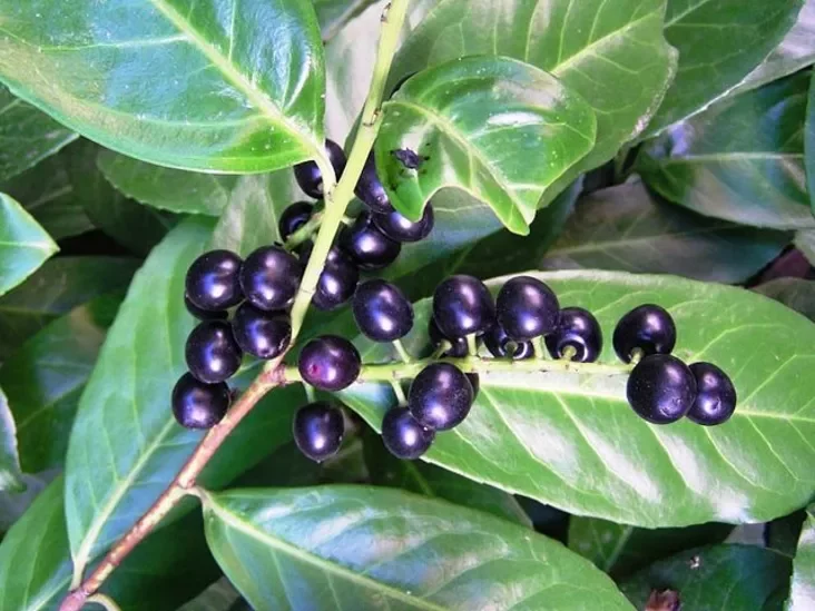 Łaŭravišnia z pładami Łavrovišnia s płodami Prunus laurocerasus fruits.