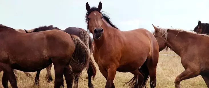 Табун кабыліц