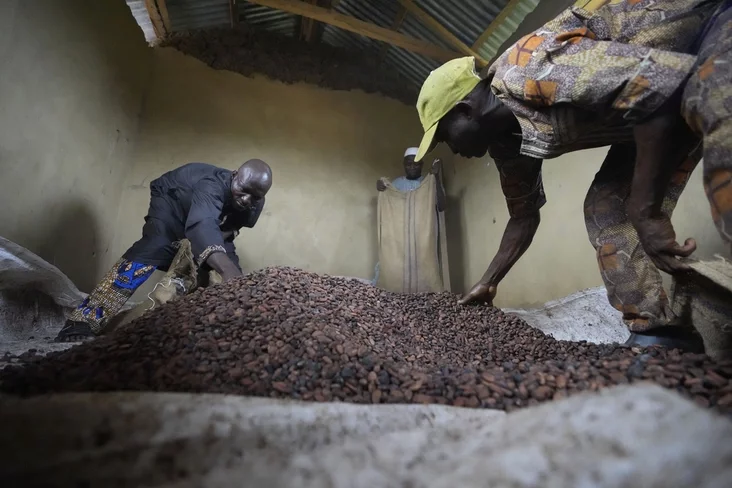 Workers bag cocoa beans Rabočije upakovyvajut kakao-boby Rabočyja pakujuć kakava-baby