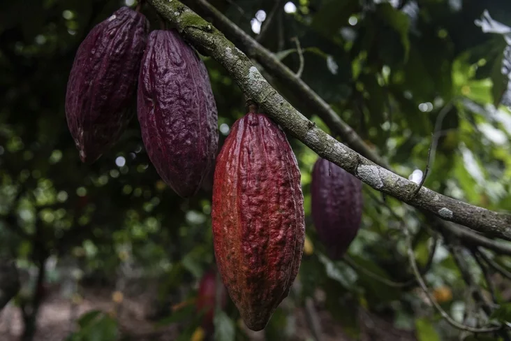 Плады какава Плоды какао Cocoa pods