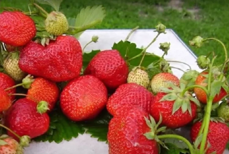 Sort kłubnic "Ziefir" Sort kłubniki "Ziefir" Strawberry variety "Zephir" 