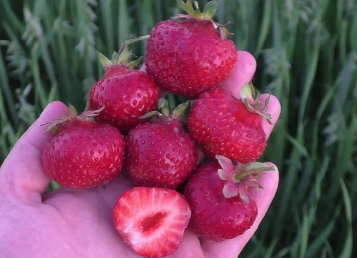 Sort kłubnic "Łord" Strawberry variety "Lord" Sort kłubniki «Łord»