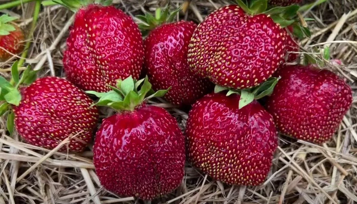 Sort kłubnic "Fiestyvalnaja" Strawberry variety "Festivalnaja" Sort kłubniki «Fiestival». 