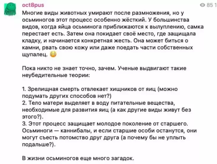 Генеральный директор запустил увлекательный канал об осьминогах. Цель состоит в том, чтобы есть меньше.