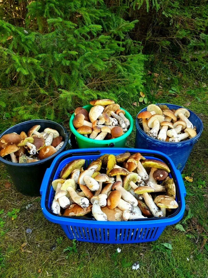 "Лезут, родненькие" — Белорусы показали, какие грибы собрали в первые дни осени. Где нашли россыпь опят?