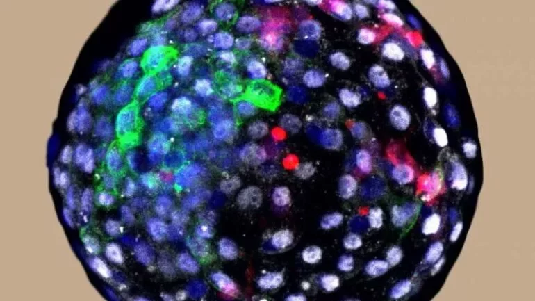 Модель эмбриона с клетками человека и обезьяны. Красным цветом окрашены клетки человека