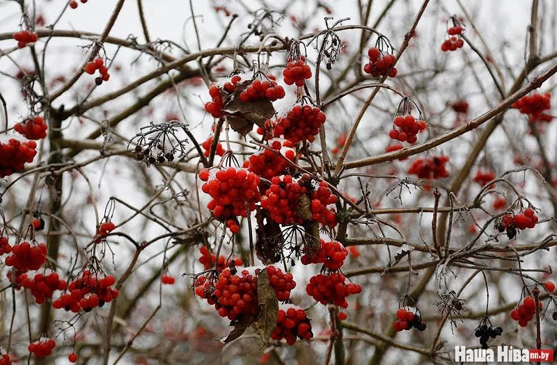 Фото Сергея Зинина.