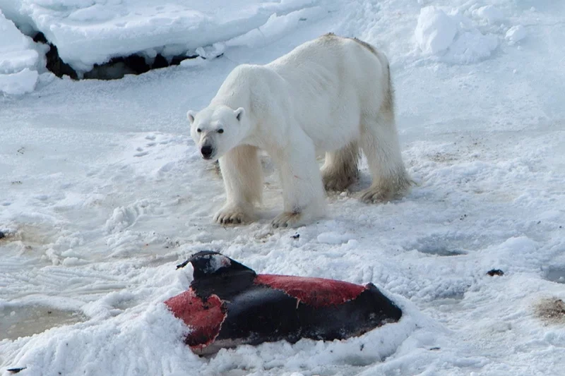 Fota: Jon Aars/Norwegian Polar Institute